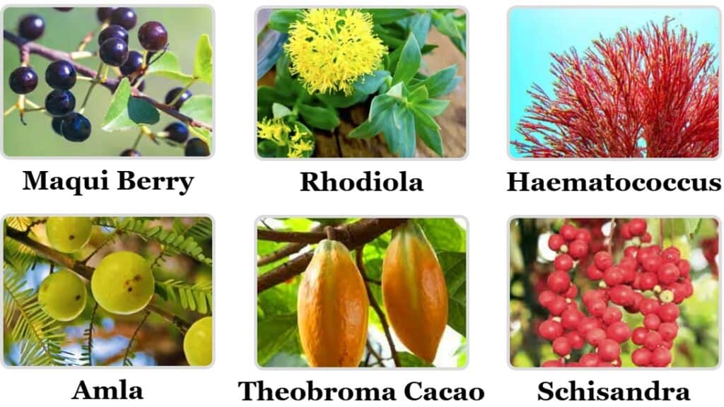 Mitolyn ingredients including Maqui Berry, Rhodiola, Haematococcus, Amla, Theobroma Cacao, and Schisandra