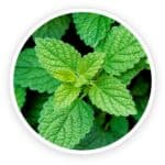 Official product image used for review and informational purposes. All rights reserved to the original brand owner.